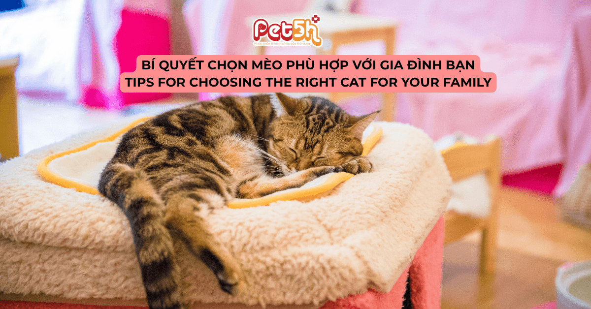 bí quyết chọn mèo