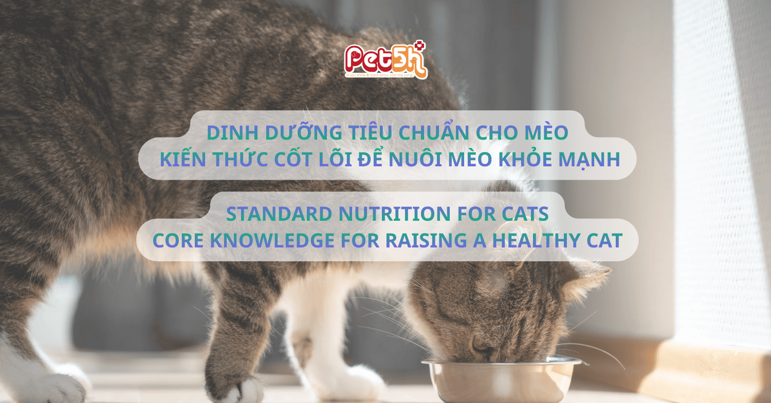 Tạo môi trường phù hợp cho mèo