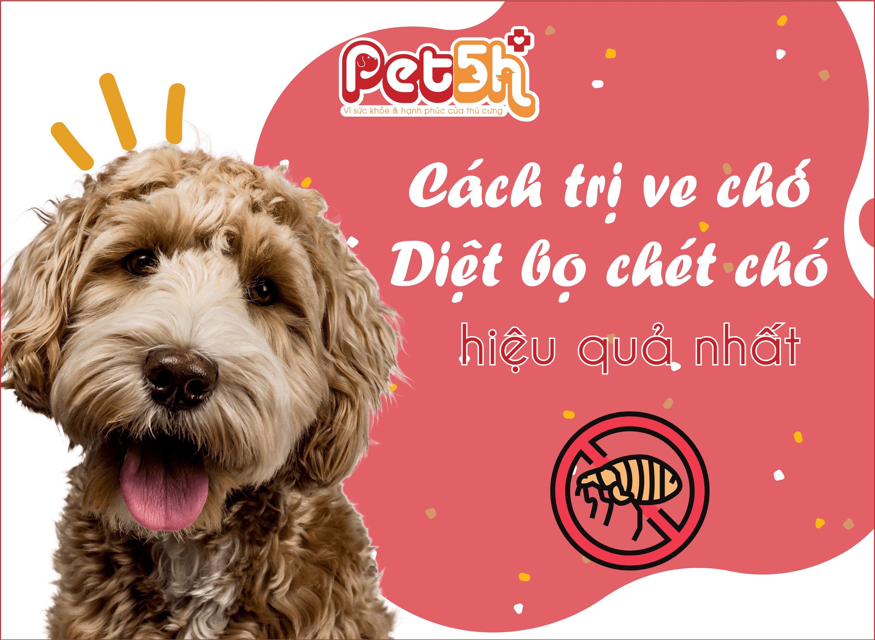 5 cách trị ve chó