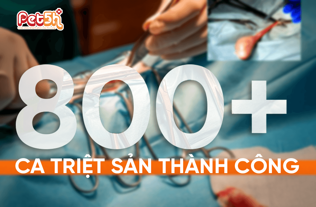 pet5h-Triệt sản