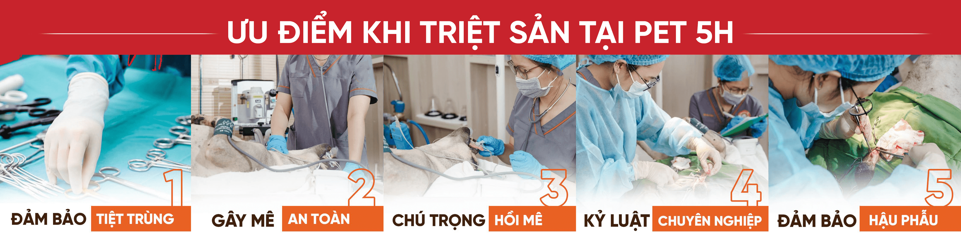 pet5h-Triệt sản