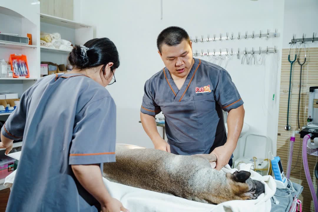 pet5h-Ngoại khoa