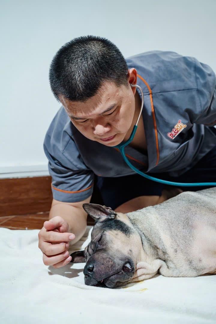 pet5h-Nhãn khoa