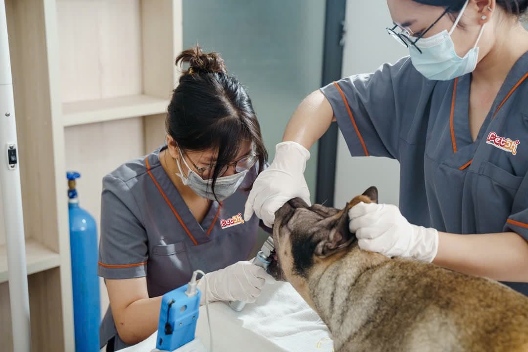 pet5h-Nội khoa