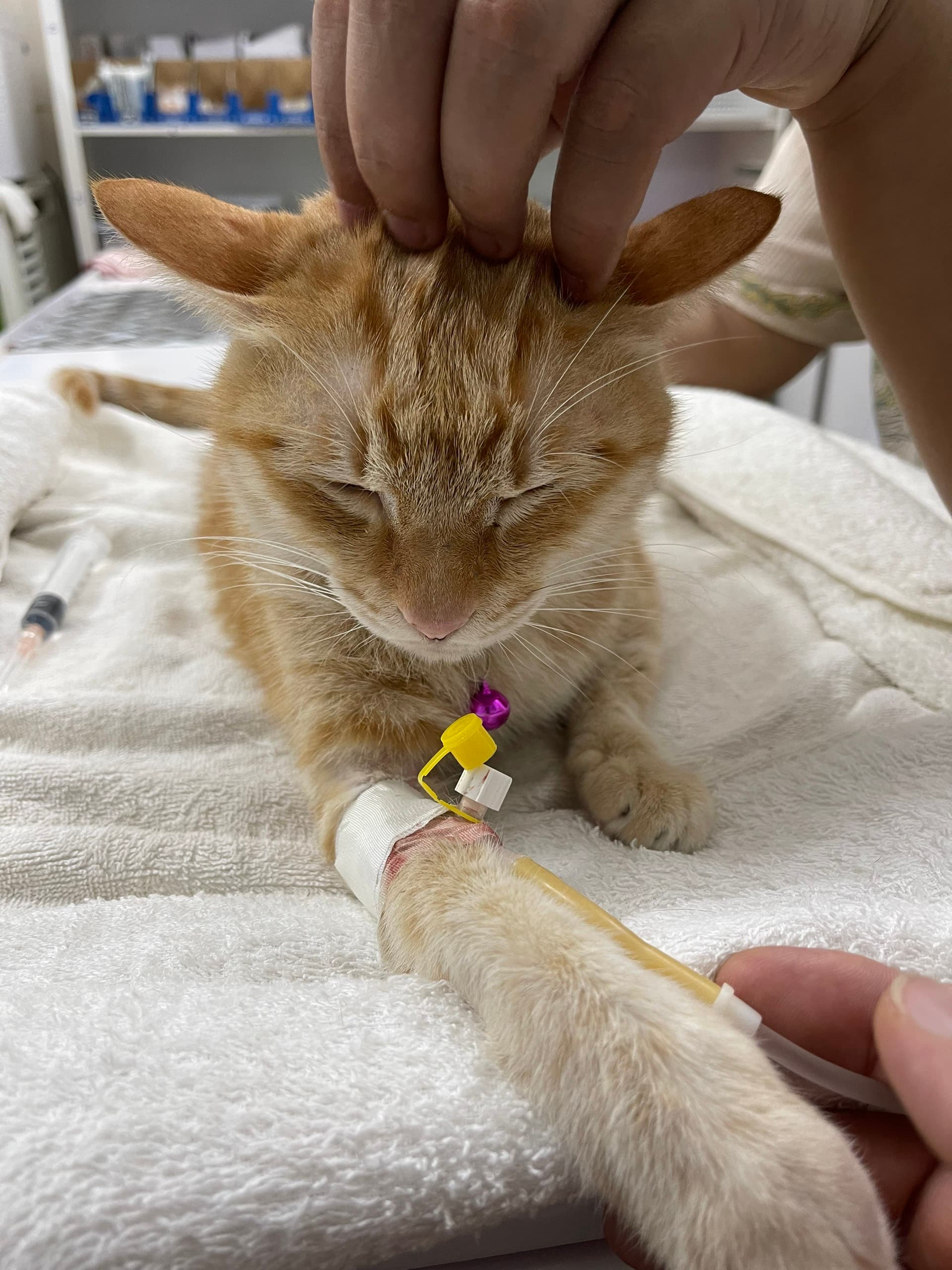 pet5h-Phúc lợi động vật