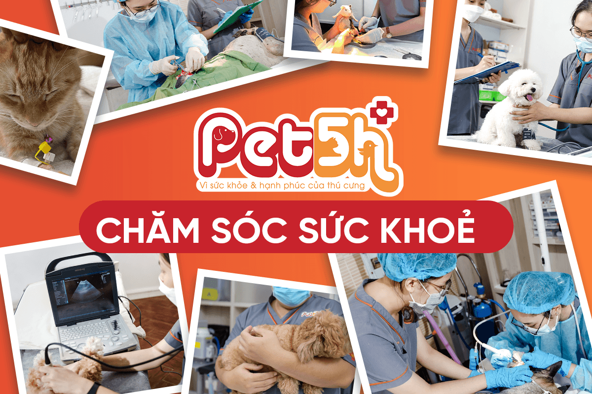 Chăm sóc sức khỏe Pet5h