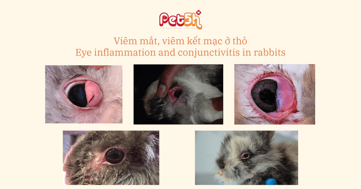 Viêm mắt, viêm kết mạc ở thỏ