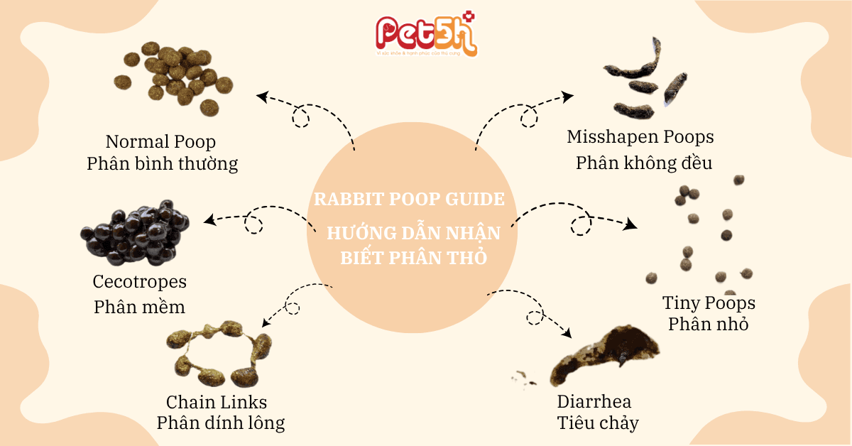 hướng dẫn nhận biết phân thỏ