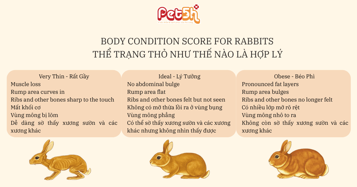 thể trạng thỏ