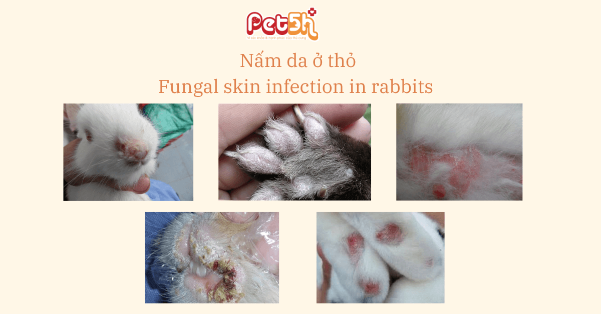 nấm da ở thỏ