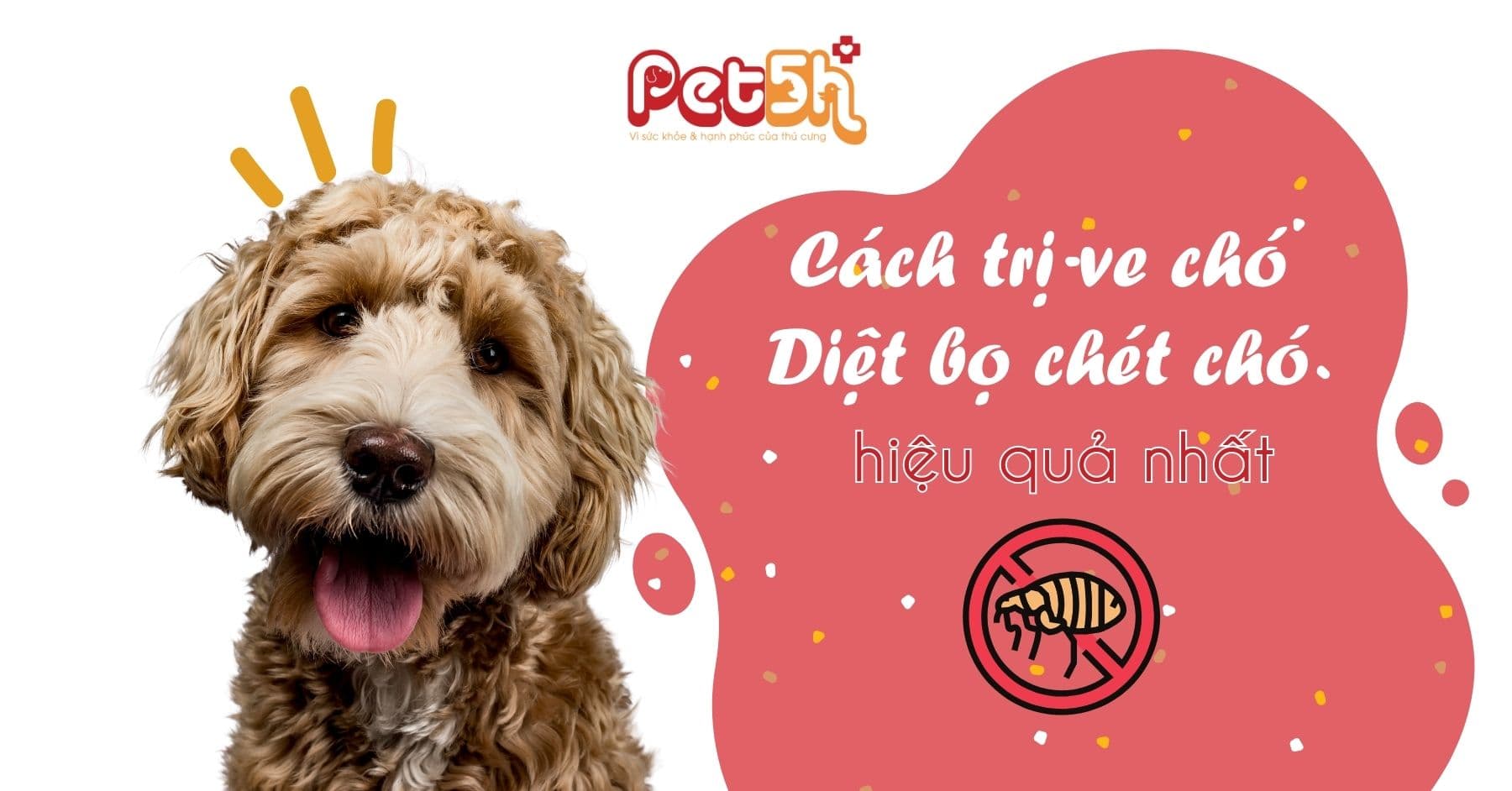 3 cách trị ve chó