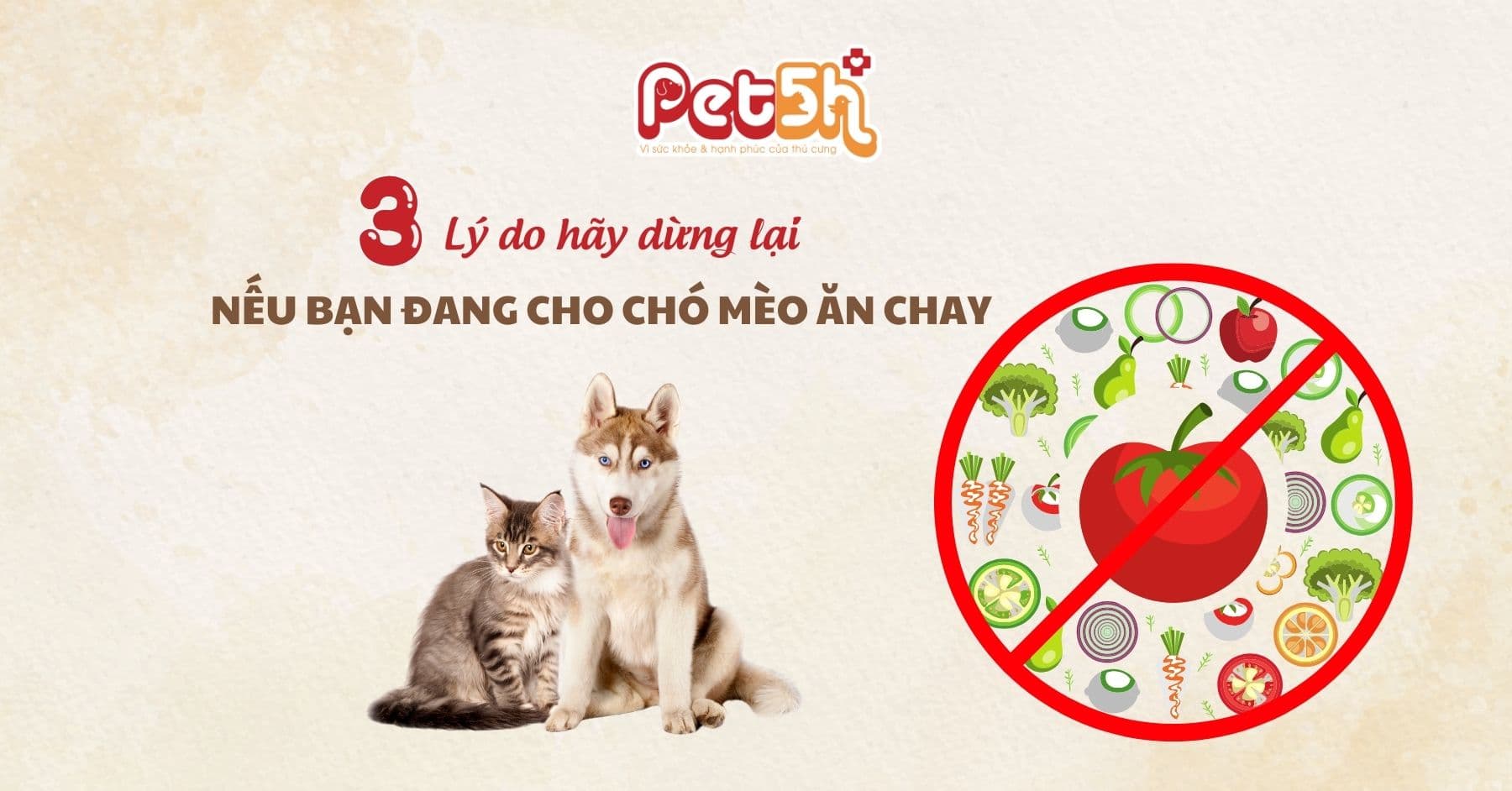3 lý do dừng lại nếu bạn đang cho chó mèo ăn chay