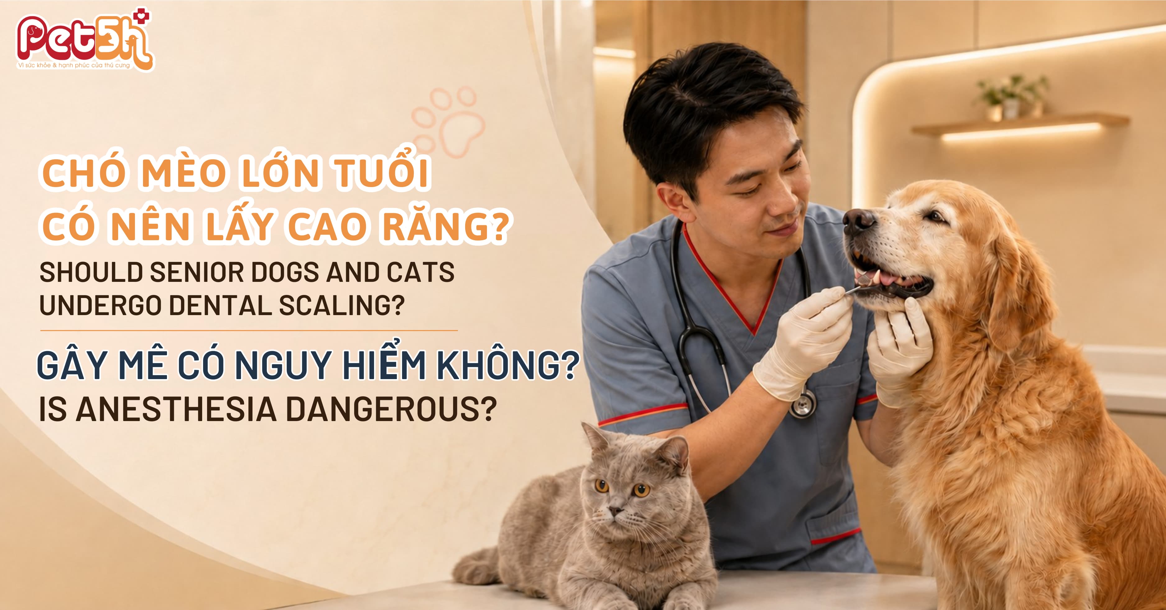 Bác sĩ thú y đang khám răng cho chó và mèo