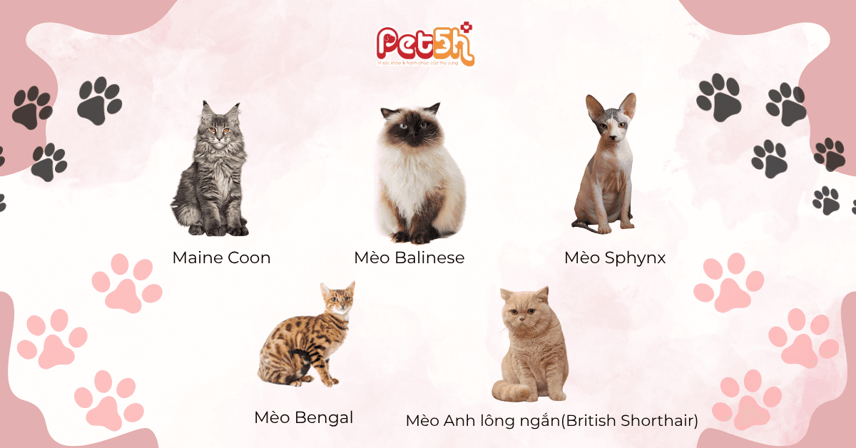 một vài giống mèo phổ biến