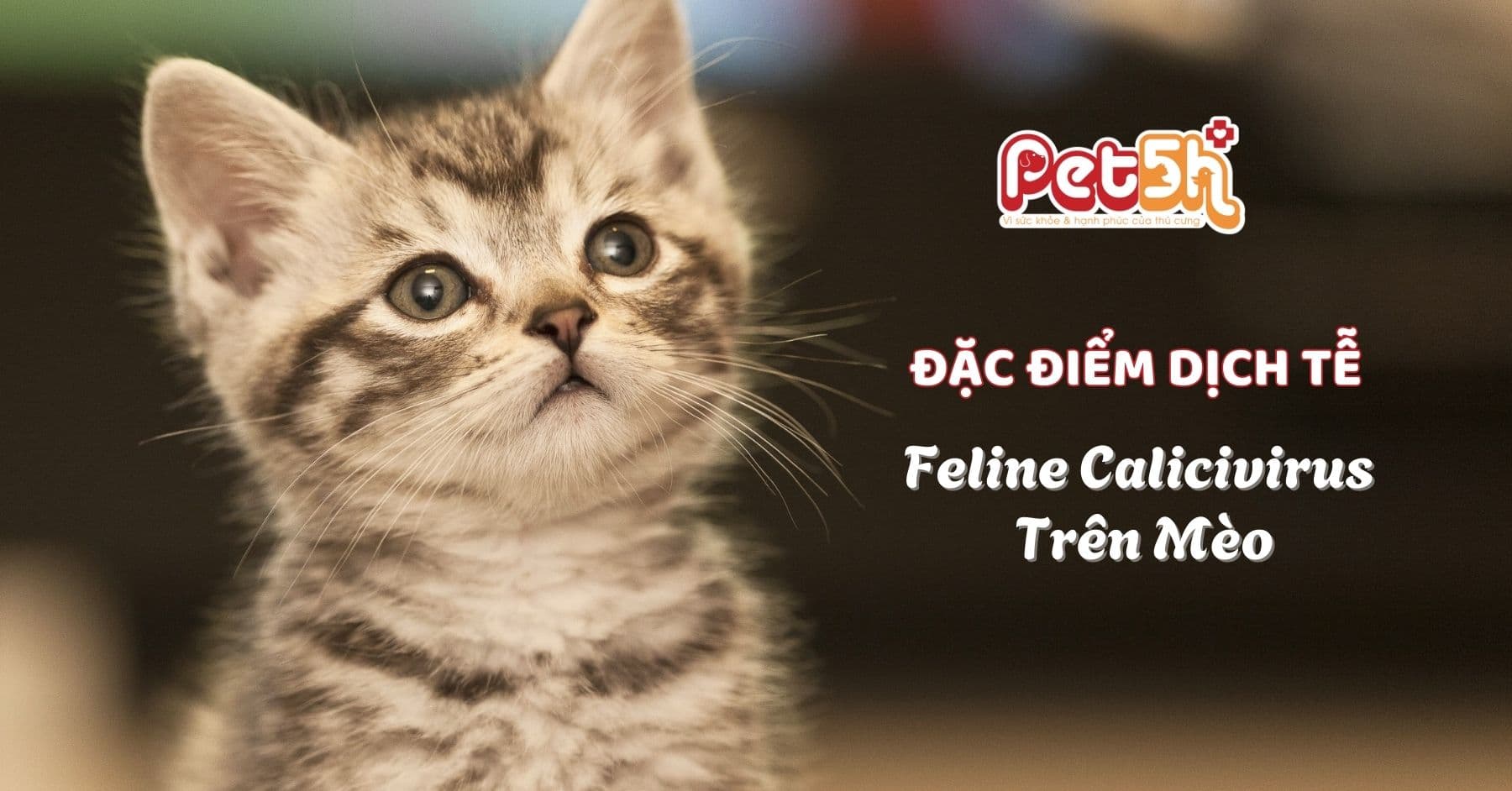 một số đặc điểm dịch tễ của feline