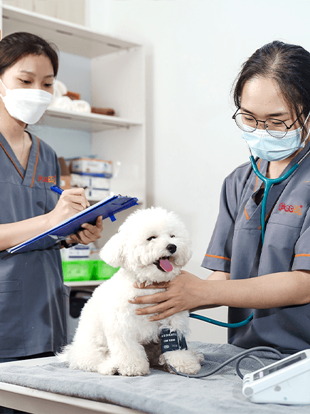 pet5h-Chăm sóc sức khoẻ