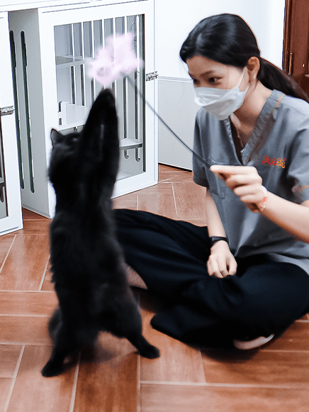 pet5h-Hotel thú cưng