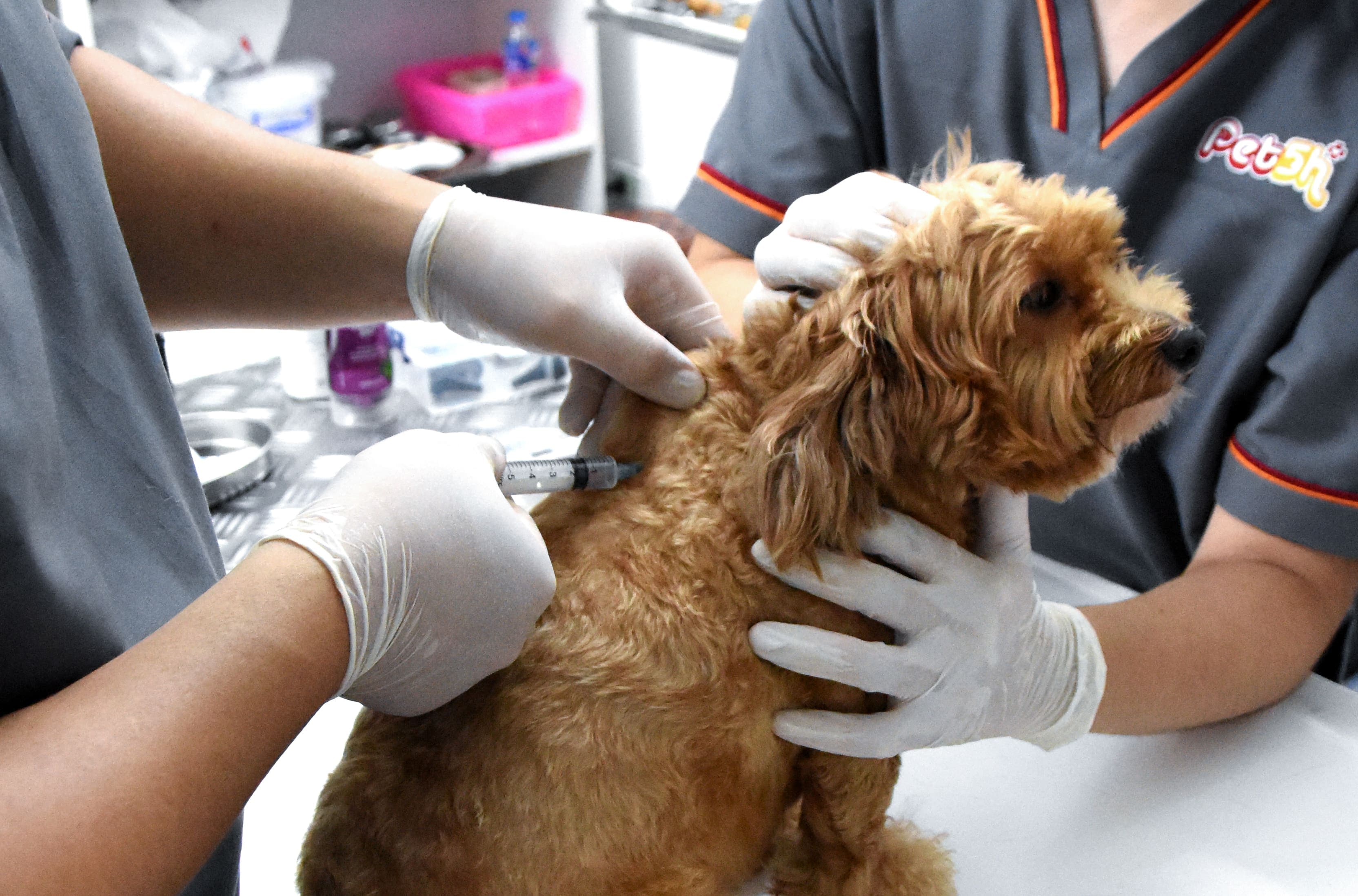 pet5h-Tiêm phòng Vaccine